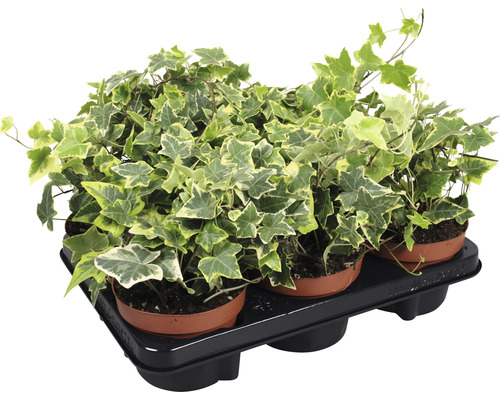 Planten set Klimop Hedera helix 'Goldchild' geel-groen potmaat Ø 13 cm H 10-20 cm 6-pack