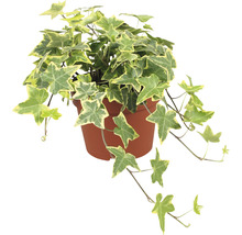 Klimop plant in pot