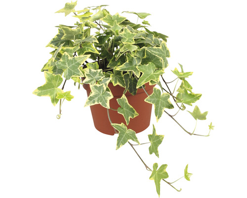 Klimop plant in pot