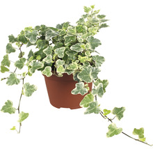 Klimop in pot met groen-witte bladeren