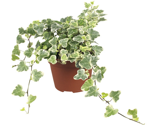 Klimop in pot met groen-witte bladeren
