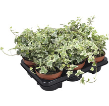 Klimop planten in potten op een pallet