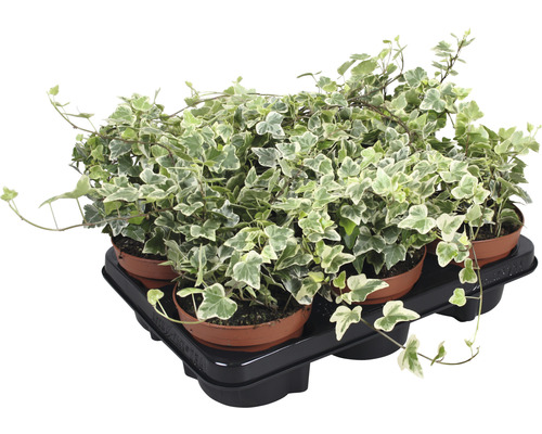 Planten set Klimop Hedera helix 'White Wonder' groen-wit potmaat Ø 13 cm H 10-20 cm 6-pack