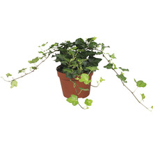 Kamerplant klimop in pot
