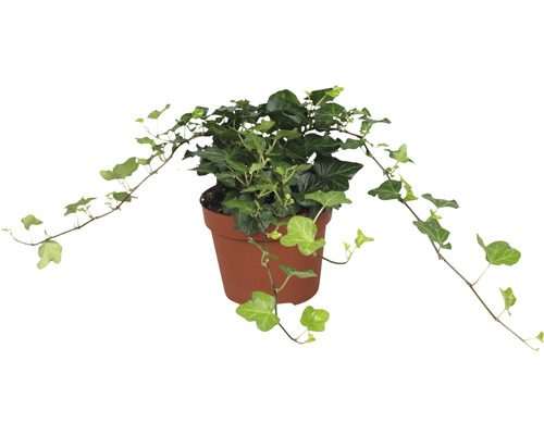 Kamerplant klimop in pot