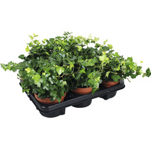 Klimop planten in pot op een pallet