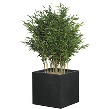 Bamboe in vierkante plantenbak