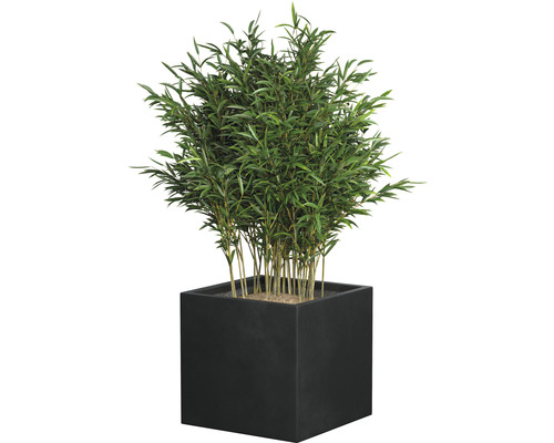 Bamboe in vierkante plantenbak