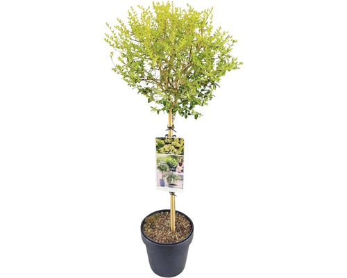 Buxus bolboompje in pot