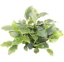 Aquariumplant met groene bladeren