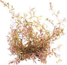 Waterplant Rotala rotundifolia
