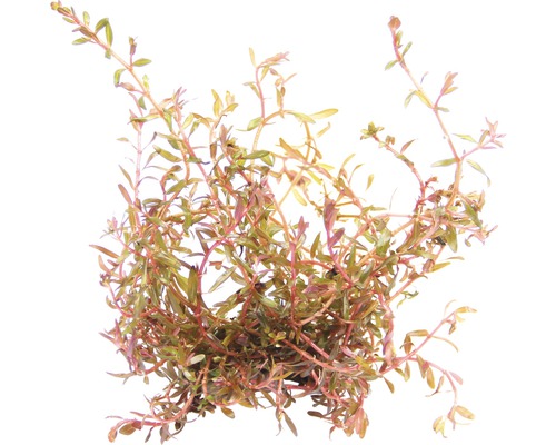 DENNERLE Waterplant Rotala spec. `H`Ra