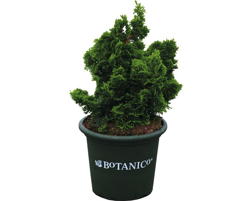 Japanse dwergcipres Chamaecyparis obtusa 'Nana Gracilis' potmaat Ø 24 cm H 25-30 cm