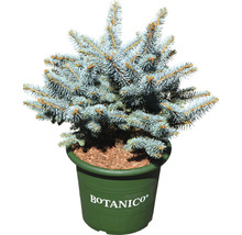 Blauwspar in pot voor de tuin