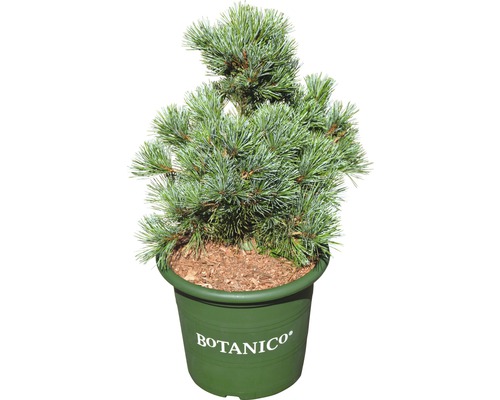 Den Pinus parviflora 'Negishi' potmaat Ø 24 cm H 30-40 cm