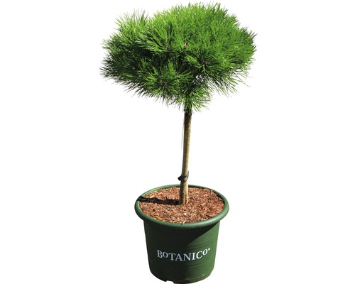 Den Pinus nigra 'Marie Bregeon' potmaat Ø 29 cm H 40 cm