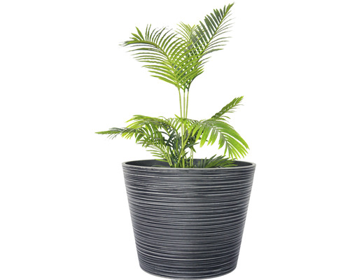 Kamerplant Areca palm in pot
