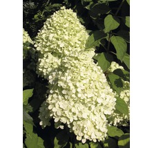 Pluimhortensia met bloeiwijze