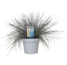 Blauwgras in pot