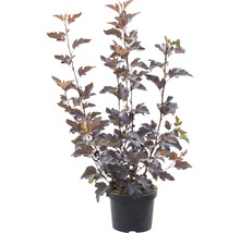 Blaasspirea in een pot