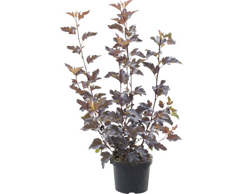 Blaasspirea in een pot