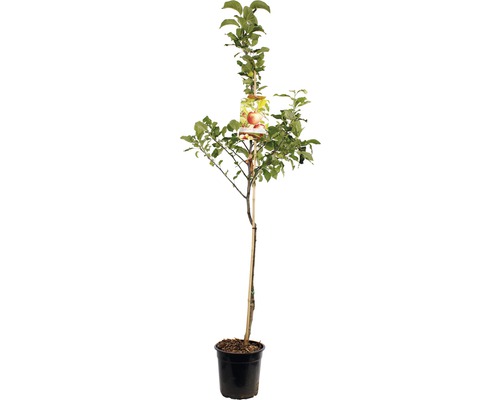 FLORASELF Appelboom Malus domestica Delcorf Ø24 cm