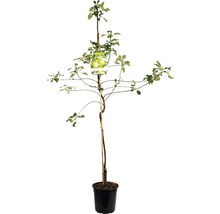 Appelboom in pot met steunpaal