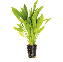 Aquariumplant in pot
