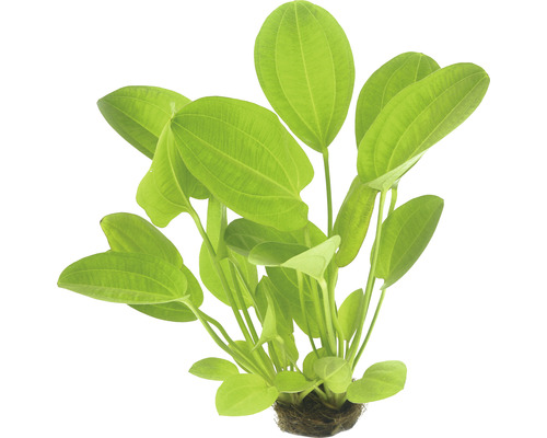 DENNERLE Harbichs roodachtige waterweegbree - Echinodorus Cordifolius Rood Aquariumplant met groene bladeren