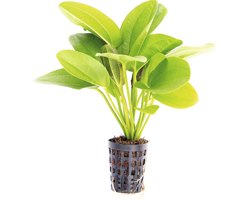 Aquariumplant met groene bladeren in pot