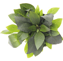 Hortensia plant met groene bladeren van bovenaf