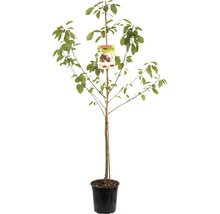 Plantaardige tamme kastanje in pot