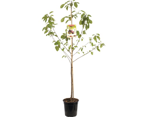 FLORASELF Kersenboom Prunus avium hedelf riesenkirsche