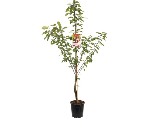FLORASELF Kersenboom Prunus avium Kordia