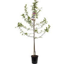 Pruimenboom in pot met label