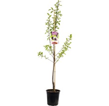 Pruimenboom in pot met steunpaal