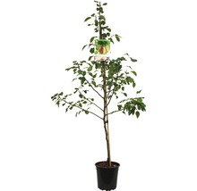 Appelboom in pot