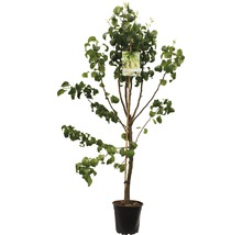 Perenboom in pot