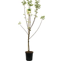 Perenboom in pot