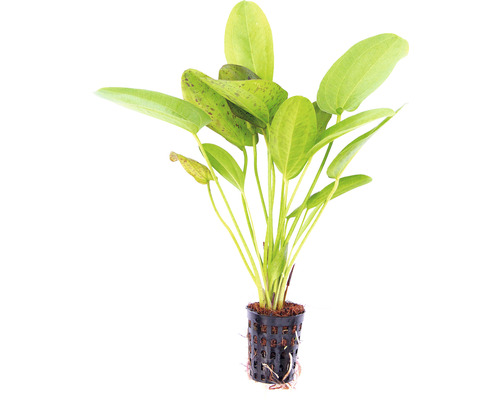 Echinodorus aquariumplant in pot