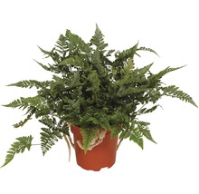 Groene kangoeroevaren in een pot