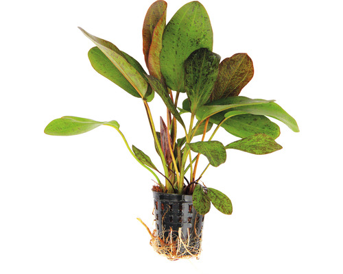 Aquariumplant in pot