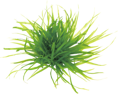 Grasachtige aquariumplant