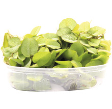 Drijvende vijverlevermos in transparante bak