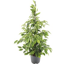FLORASELF Treurvijg Ficus anastacia Ø21 cm H80-100 cm