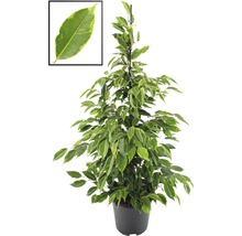 FLORASELF Treurvijg Ficus anastacia Ø21 cm H80-100 cm