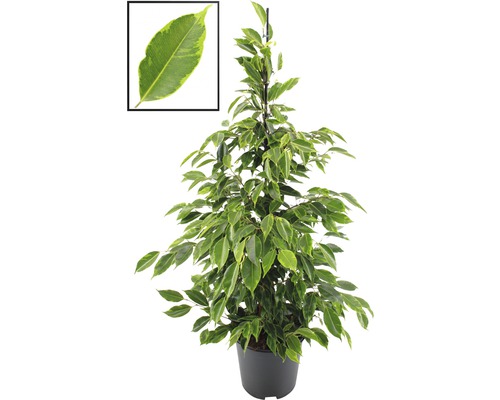 Benjamini kamerplant in pot met groen-gele bladeren