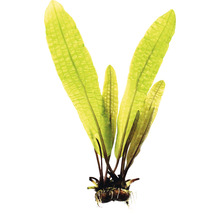 Java varen plant in detail