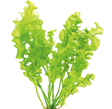 Gegolfde Speerblad aquariumplant