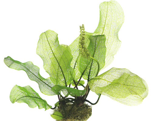 DENNERLE Madagaskar gaasplant - Aponogeton Madagascariensis